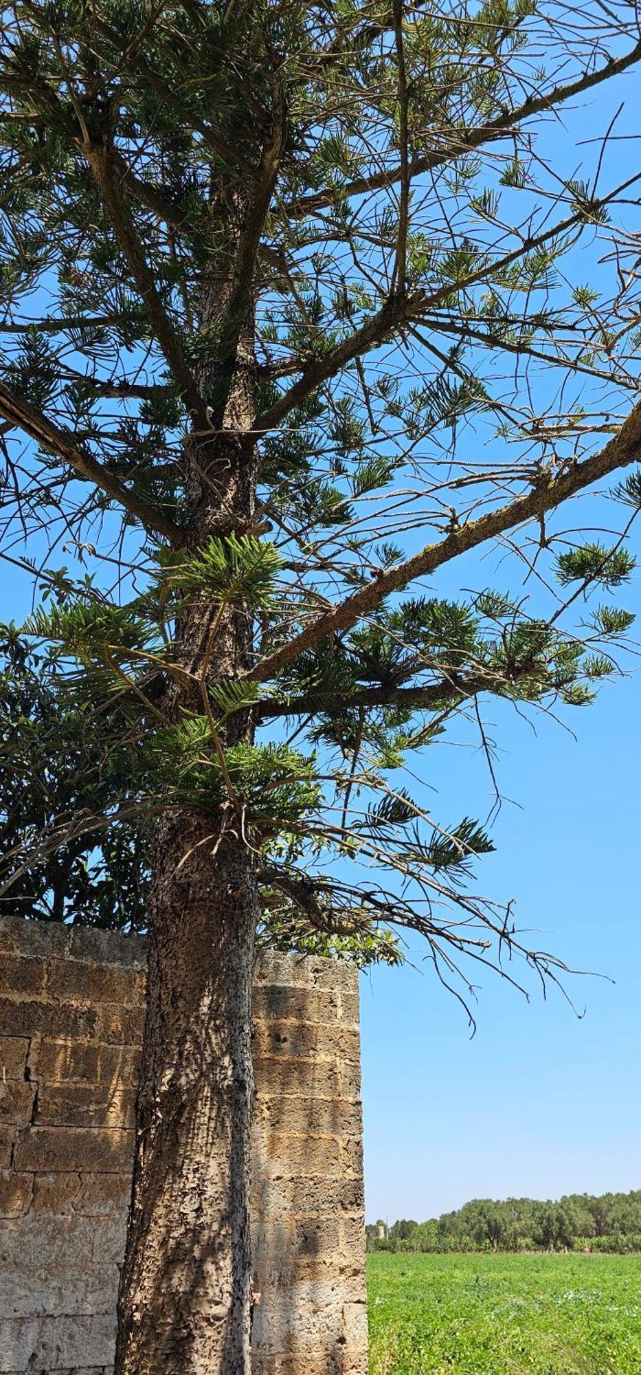 Masseria Vivi Il Salento Santa Caterina  Екстер'єр фото